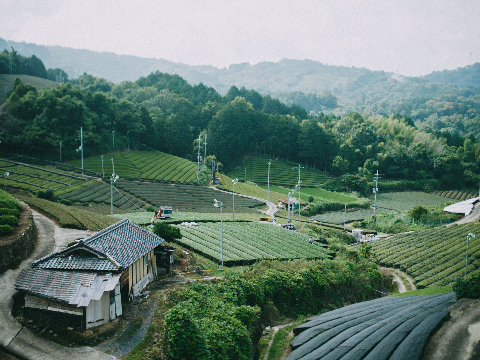 Ground in Uji, made in London