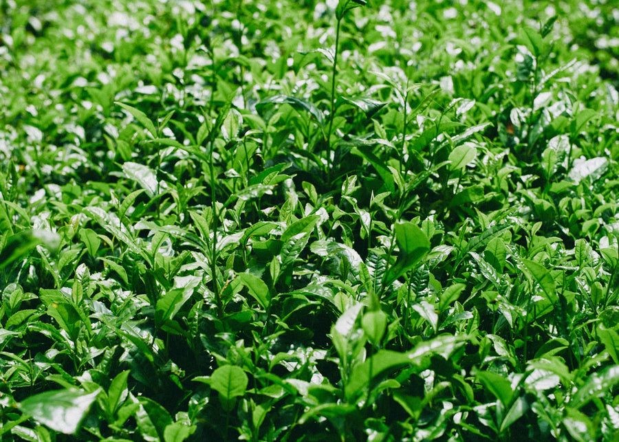Young first-harvest tea leaves in a shaded field