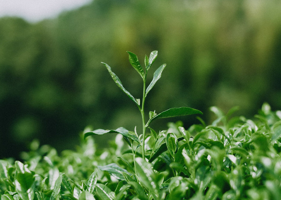 A young tea shoot above a first-harvest tea field