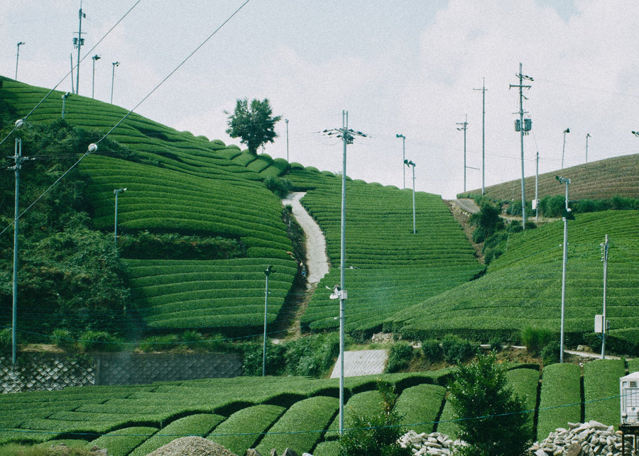 Terraced tea fields on a hillside in Uji